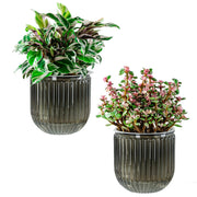 Melphoe front view of 5.3-inch planters showing modern design and convenience