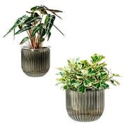 Melphoe front view 2-pack showing both sizes and neat indoor styling benefit