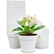 Meowell front view of 16-pack showing clean white pots and saucers for tidy displays