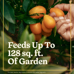 Miracle-Gro being applied to an in-ground vegetable bed for easy use