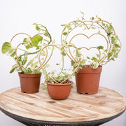 Mirthdino front view of three heart trellises showing decorative support