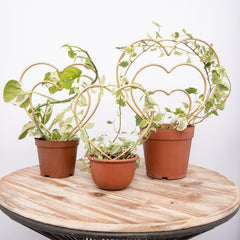 Mirthdino front view of three heart trellises showing decorative support