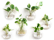 Mkono front view of six oblate glass planters, adds vertical greenery
