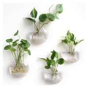 Mkono oblate glass planters front view showing sleek shape and clear display benefit