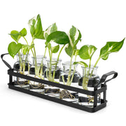 Mkono front view of five jars and stand showing tidy propagation