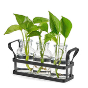 Mkono front view with three glass jars showing neat tabletop display and clear root viewing