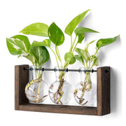 Mkono front view wooden frame with three vases shows tidy propagation display and clear root visibility