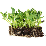Mountain Valley Seed Company front of 5 lb bag showing brand and product benefits