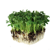 Mountain Valley Seed Company front packaging shows organic 5 lb bag and clear label benefit