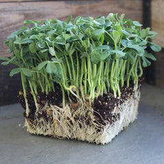 Kitchen jar sprouting of Mountain Valley Seed Company speckled peas demonstrating easy countertop growth