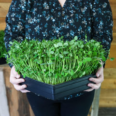 Close-up of speckled pea seeds by Mountain Valley Seed Company showing texture and high germination