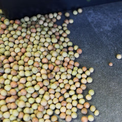Tray of fresh speckled pea microgreens from Mountain Valley Seed Company ready to harvest