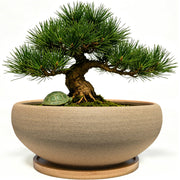 MUZHI front view of 8-inch pot showing simple shape and benefit of compact display
