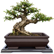 MUZHI rectangle pot front view showing vintage brown finish and elegant profile