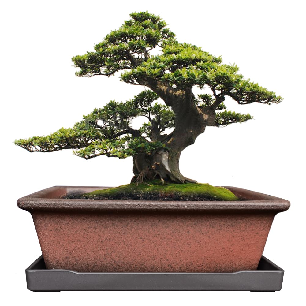 MUZHI rectangle planter front view showing clean lines and red-brown clay