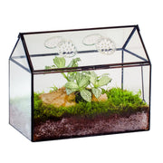 NCYP front view of house-shaped terrarium showing clear panels and neat display benefit