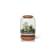 NoctisCorvus front view of glass terrarium showing clean profile and display benefit