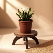 Novabright front view of rustic wood plant stool showing stable base and charm