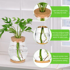 onepeng close-up glass vase with visible roots, easy monitoring benefit