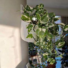 ORIMERC planters hanging from a balcony railing creating vertical greenery and shade