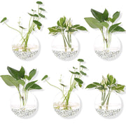 Orimina front view of six glass wall planters showing sleek display and space-saving benefit