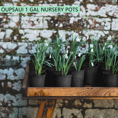 OUPSAUI in use with seedlings highlighting easy transplanting benefit