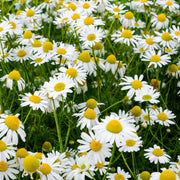 Outsidepride front package of Roman Chamomile seeds showing product identity and quantity