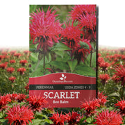 Outsidepride front seed packet showing branding and seed count, easy garden starter