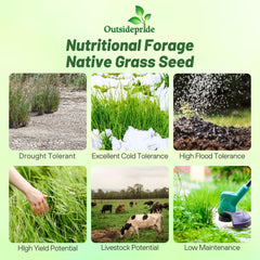 Outsidepride tall mature switchgrass stand demonstrating dense protective cover