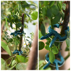 PERSZEN clips securing a tomato stem to a stake to prevent drooping