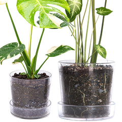 Phoenix Vine front view clear pot with tray showing root visibility benefit