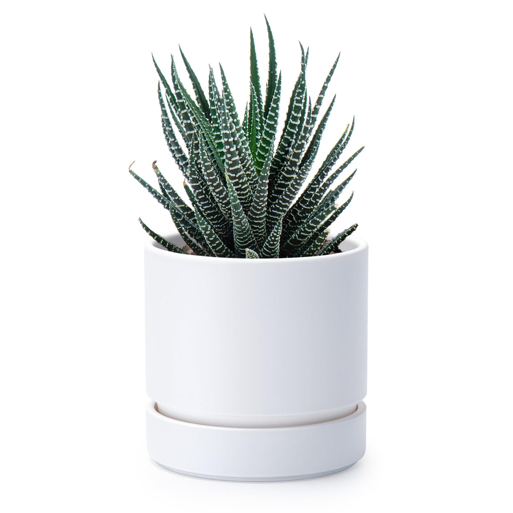 Phoenix Vine planter front view showing matte white finish and modern look for stylish interiors