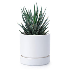 Phoenix Vine planter front view showing matte white finish and modern look for stylish interiors