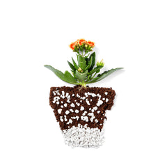 plantonix in seedling tray supporting faster root development benefit