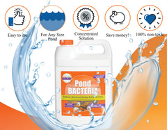 PondWorx-treated pond with koi showing clearer water and healthier appearance