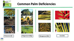 Power Spike inserted at palm root zone demonstrating targeted feeding benefit