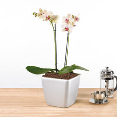 Pulovin in a hydroponic setup showing stable root support and nutrient flow benefits