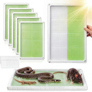 Qualirey tray front packaging showing product and quantity for fast identification