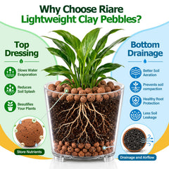 Riare LECA supporting orchid roots to reduce rot and increase aeration