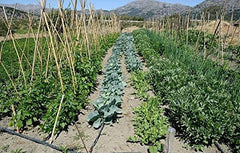 Rocky Mountain Goods installed in vegetable bed delivering water at soil line, improves root hydration