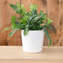 Root & Vessel side profile highlighting pot depth and sturdy lightweight construction benefit