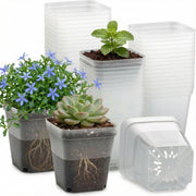 RooTrimmer front view clear square pot showing shape and capacity benefit