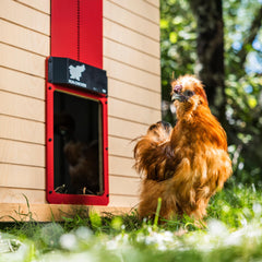 RUN-CHICKEN app screen showing timer control for convenient scheduling benefit