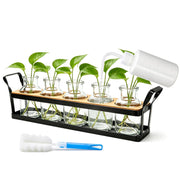 Salzesfalls front view on bamboo tray showcasing neat propagation display and visual roots