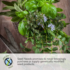 Seed Needs lemon mint with purple blooms attracting pollinators in garden