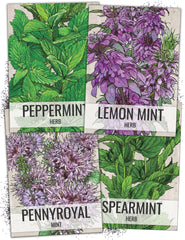 Seed Needs front view of four illustrated mint seed packets showing variety and freshness