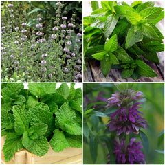 Seed Needs close-up of spearmint leaves highlighting texture and culinary use