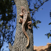 SHAODIE front view lizard sculpture showing realistic pose and garden appeal