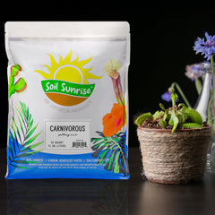 Soil Sunrise close texture of peat moss and perlite for ideal drainage