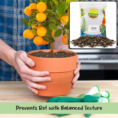 Soil Sunrise potted citrus in use demonstrating healthy growth and support